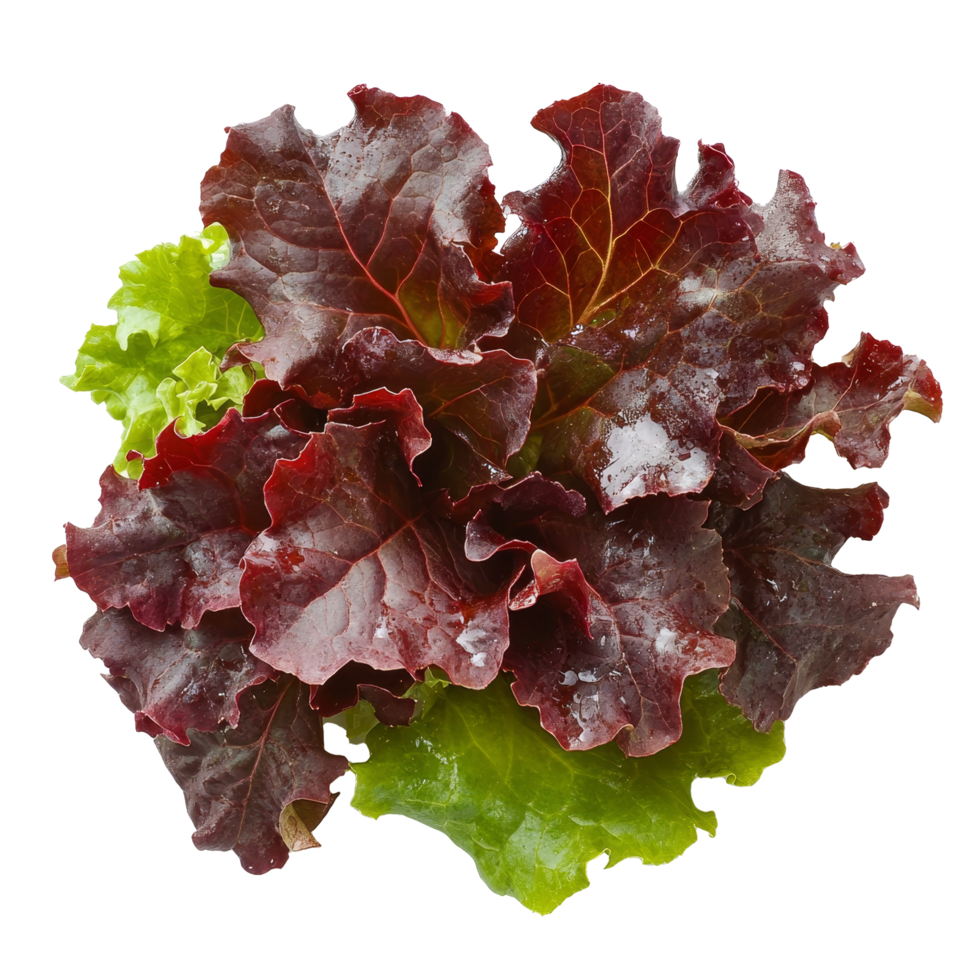 Fresh red oak leaf lettuce on a clean transparent background for healthy meal preparation, red oak leaf lettuce on transparent background png