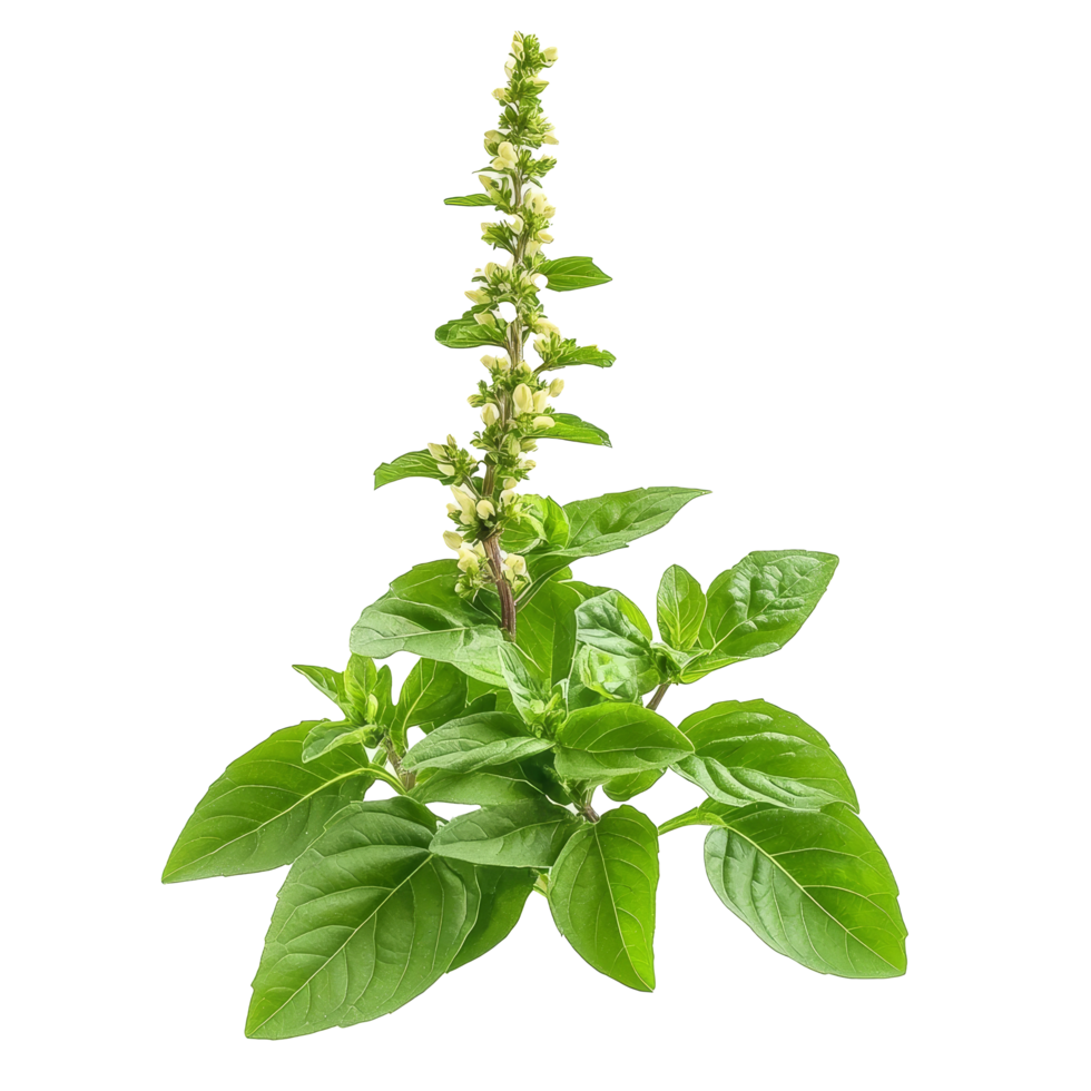 Holy basil plant with green leaves and flowering stalk isolated on a transparent background, Holy Basil,Ocimum sanctum isolate on transparent background png