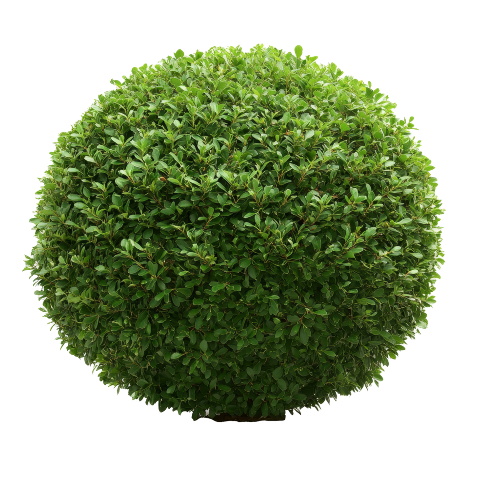 Round green bush against a transparent background, showcasing vibrant foliage with a balanced, symmetrical shape, round bush transparent background png