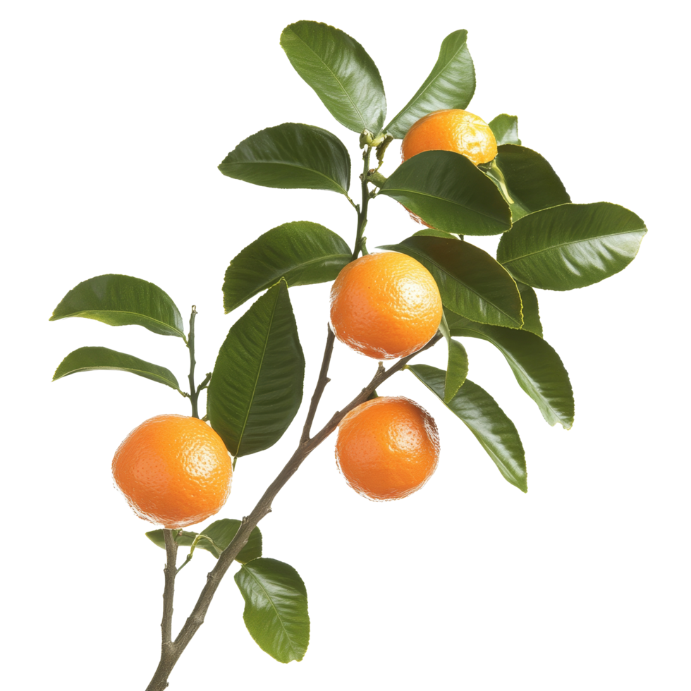 Delicious mandarin branch with ripe fruit against a bright transparent background, Branch of delicious Mandarin on transparent background cutouts png