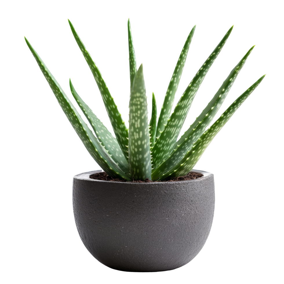 Curved aloe vera plant in a modern pot, showcasing unique foliage details against a transparent background, Interesting curve aloe vera plant isolated png