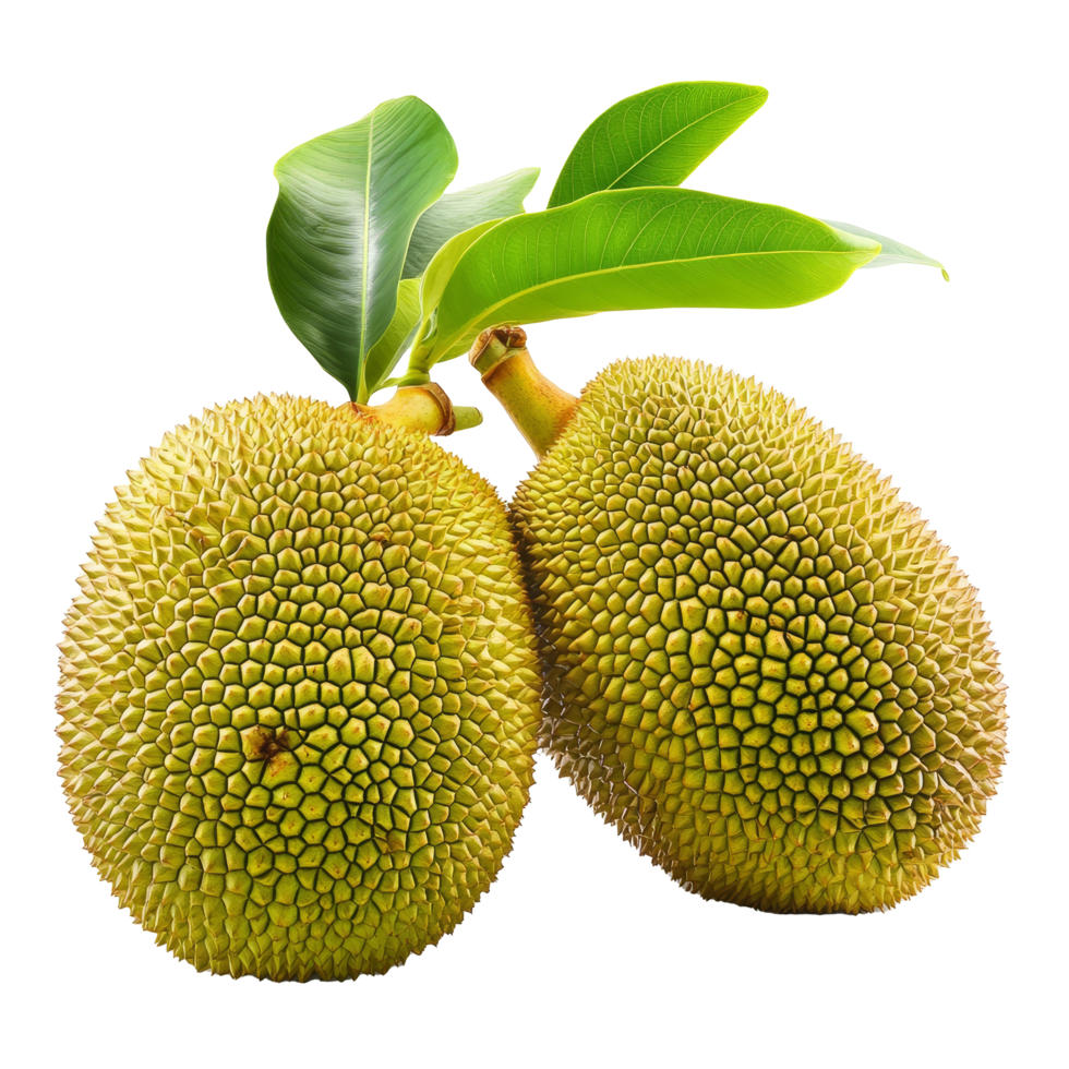 Young jackfruit pair with vibrant green leaves isolated on a clean transparent background showcasing their unique texture, Young jackfruit isolated on transparent background png