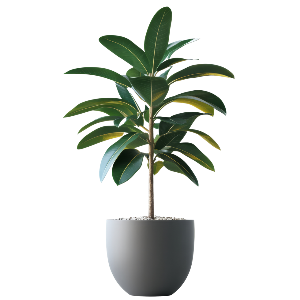 Modern potted plant on display, perfect for office decoration, isolated on a transparent background, potted plant for office decoration isolated on transparent png