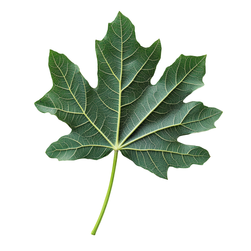 Fresh papaya leaf displayed on a clean transparent background showcasing its natural texture and vibrant green color, papaya leaf on transparent background png