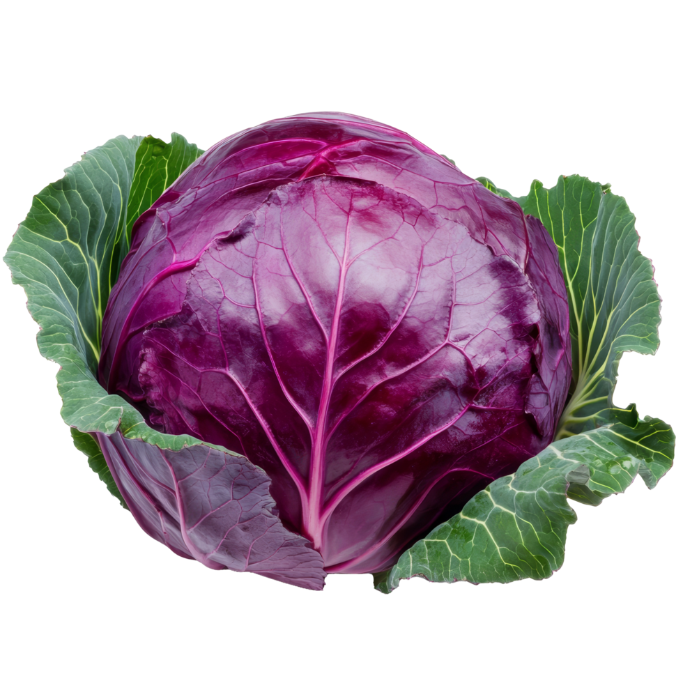 Fresh red cabbage with vibrant green leaves on a clean transparent background for culinary use and decoration, Red cabbage with leaf on transparent background png