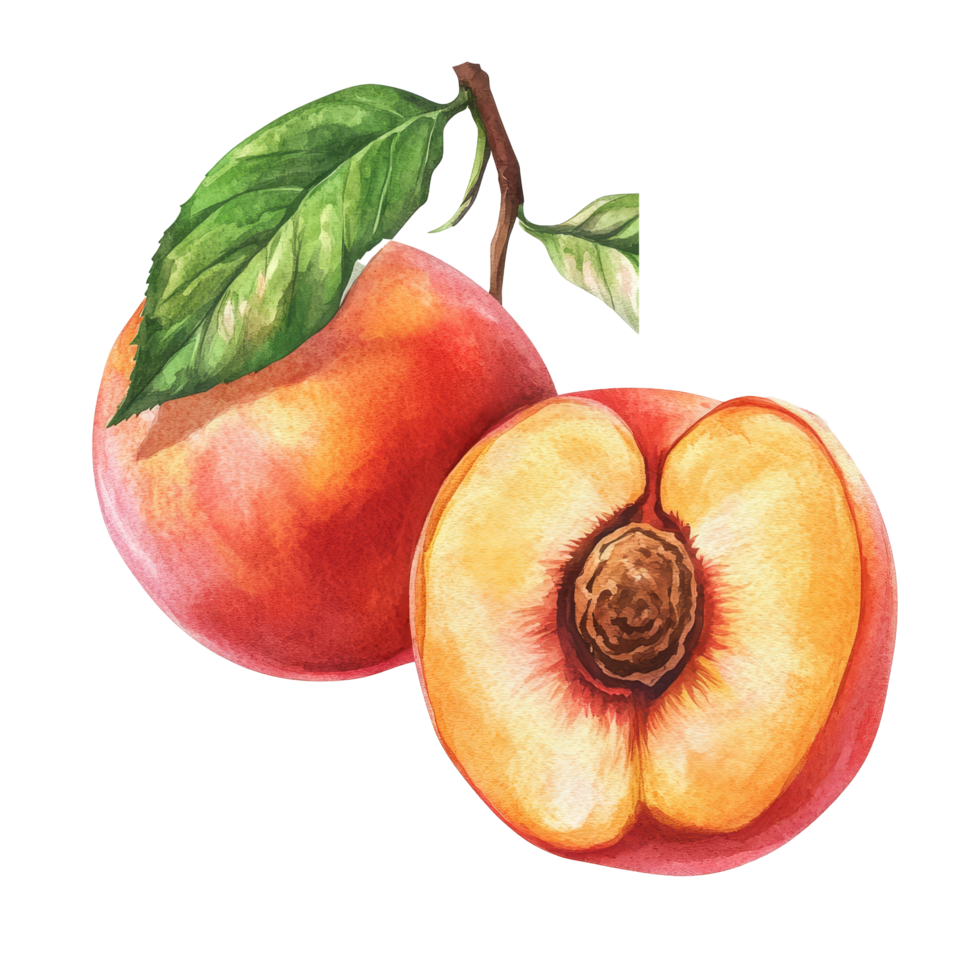 Watercolor drawing of ripe peaches with a single leaf on a transparent background capturing fresh summer fruit essence, peaches in drawing isolated on transparent background png