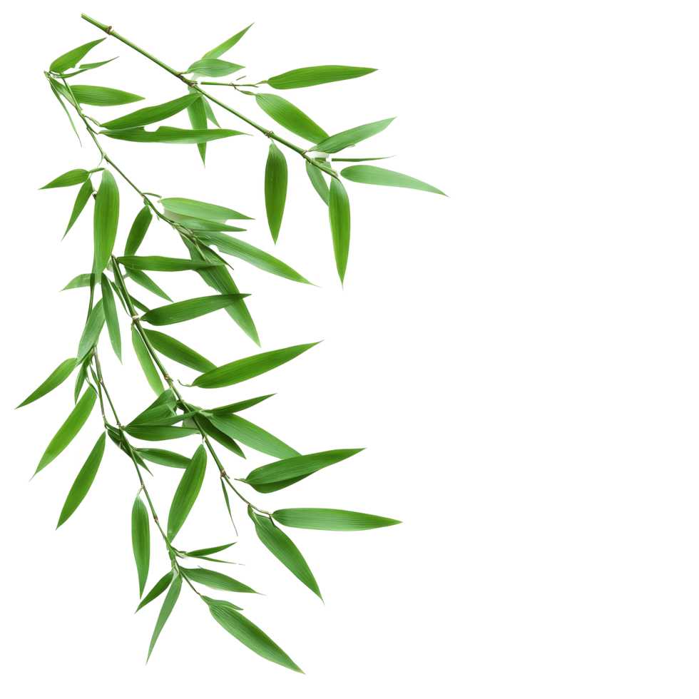 Bamboo leaves arranged beautifully on a transparent background for an elegant display of nature's grace, bamboo leaves isolated on transparent background png
