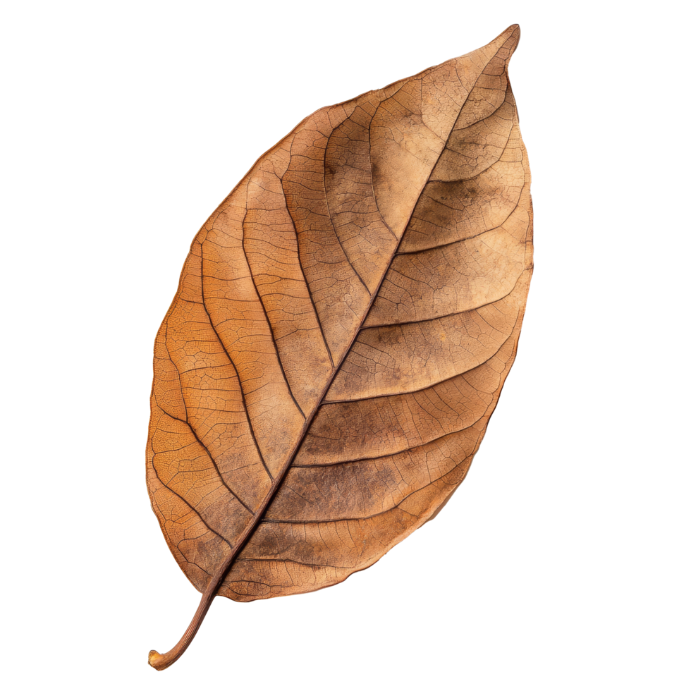 Dry tropical brown leaf isolated on a transparent background showing natural textures and intricate patterns, Tropical brown dry leaf isolated on transparent background png