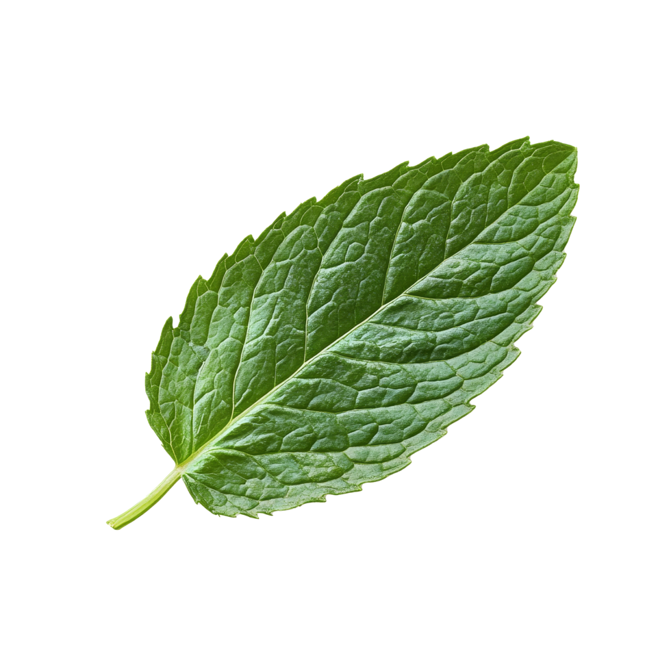 Fresh mint leaf isolated on a transparent background showcasing its vibrant green color and textured surface, mint leaf isolated on transparent background png