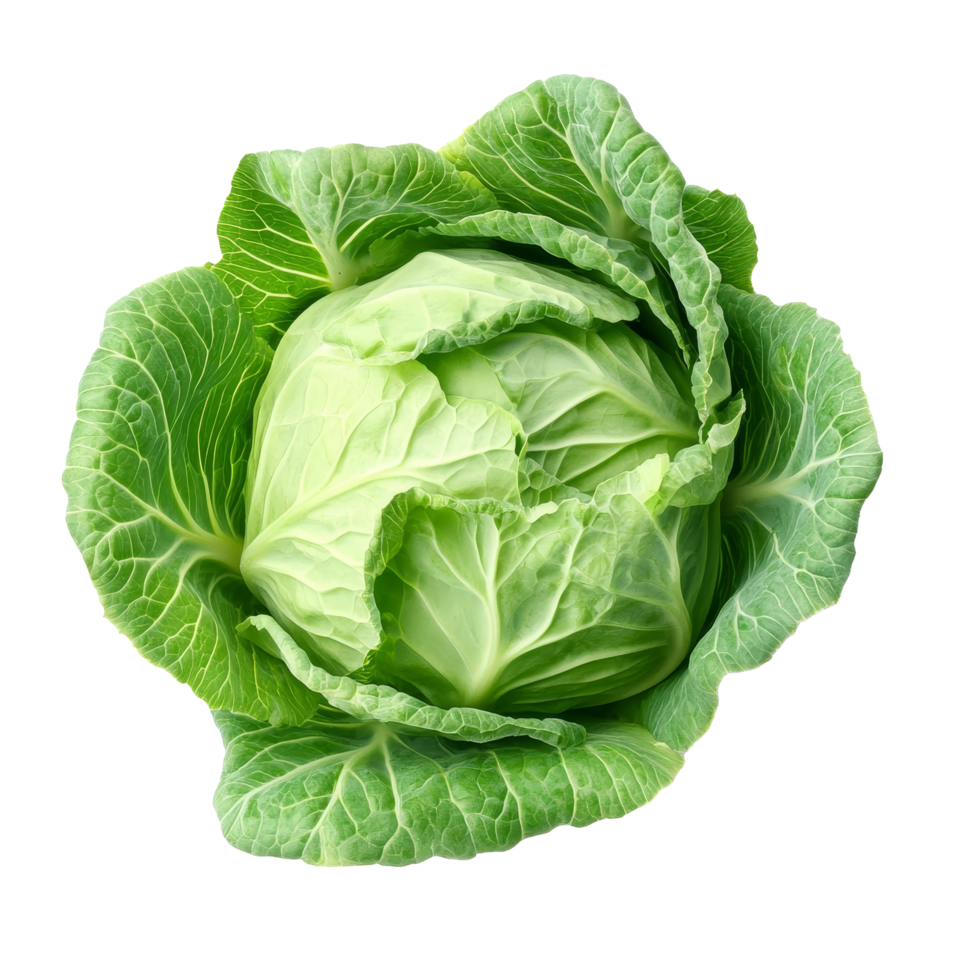 Fresh green cabbage isolated against a bright transparent background showcasing its vibrant leaves and texture, fresh cabbage isolated on transparent background png