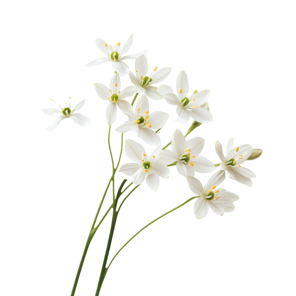 Elegant trachelium flowers with delicate transparent petals arranged on a transparent background for serene floral decor, trachelium flowers isolated on transparent background png