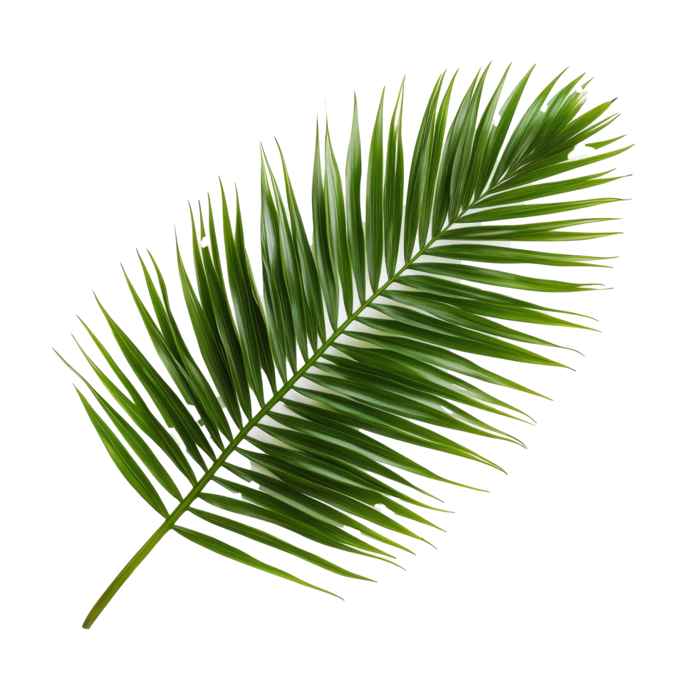 Bright green palm leaf isolated against a clean transparent background for nature and botanical references, green leaf of palm tree isolated on transparent background png