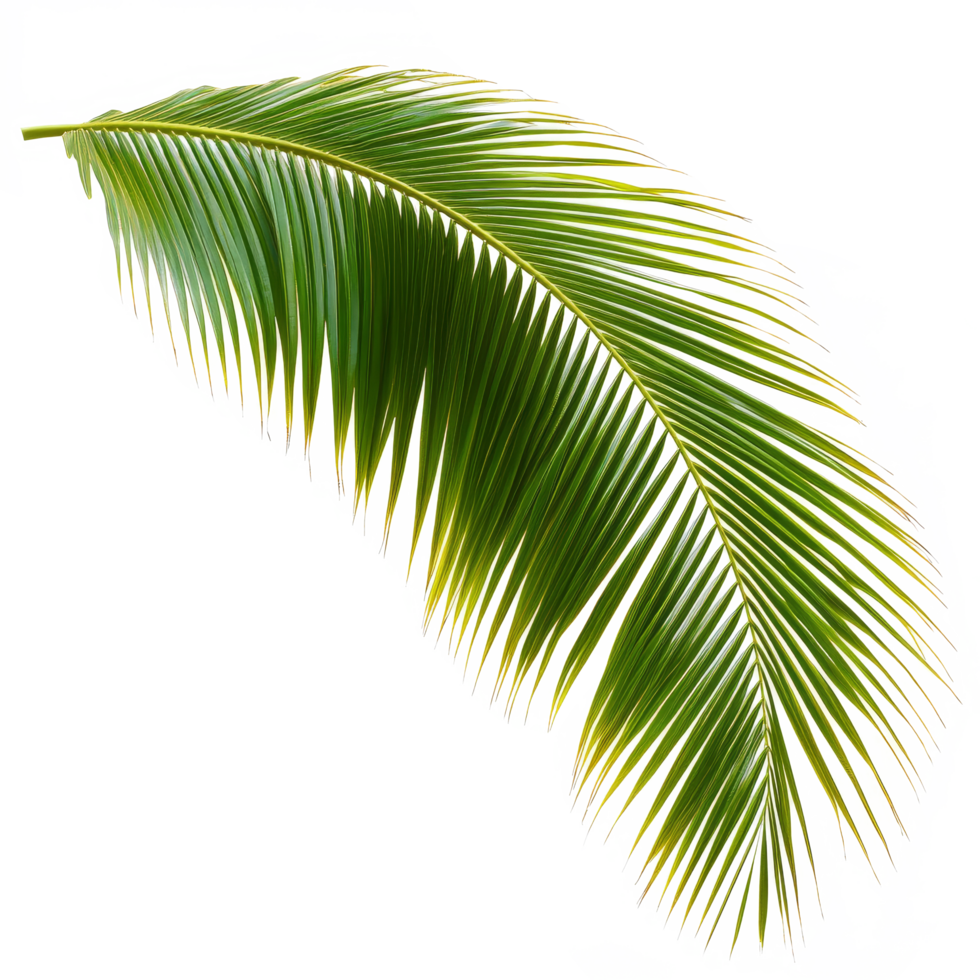 Coconut palm leaf isolated against a plain transparent background highlighting its vibrant green color and intricate leaf structure in natural light, coconut palm leaf tree isolated on transparent backgroundfile png