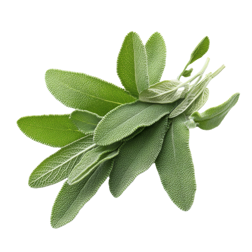 Fresh sage herb leaves isolated on a transparent background showcasing their vibrant green color and texture, sage herb leaf isolated transparent background png