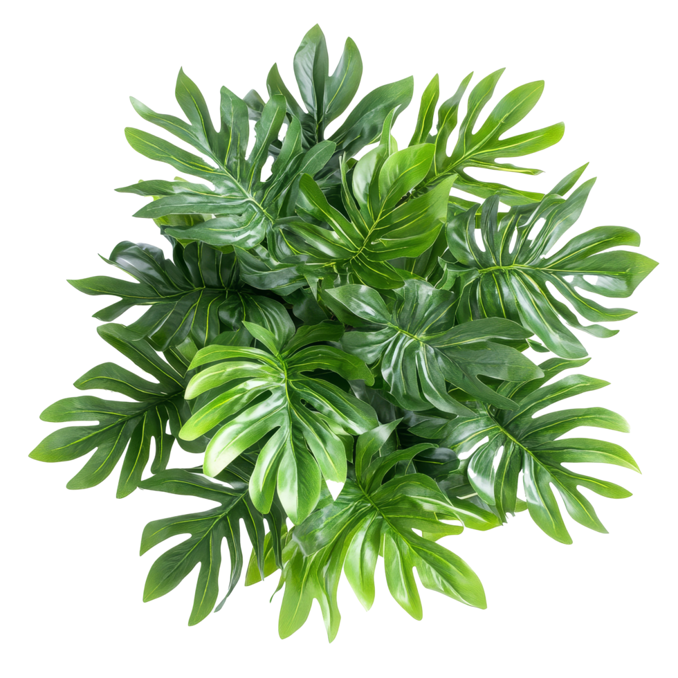 Top view of lush green Philodendron Selloum leaves arranged aesthetically for decorative purposes, top view bush Philodendron selloum plant leaves isolated above on transparent backgroundfile png