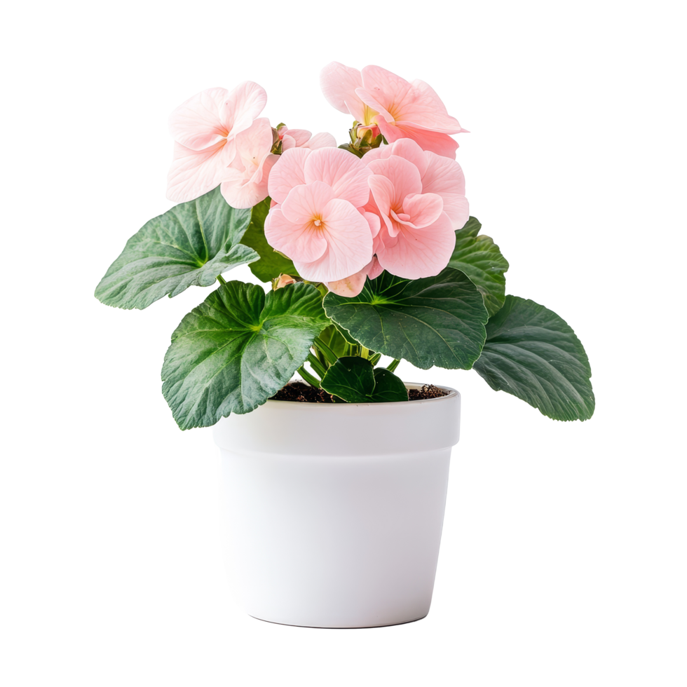 Delicate pink begonia plant in a simple transparent ceramic pot displayed indoors, Begonia plant displayed in simple ceramic pot isolated on solid transparent background png