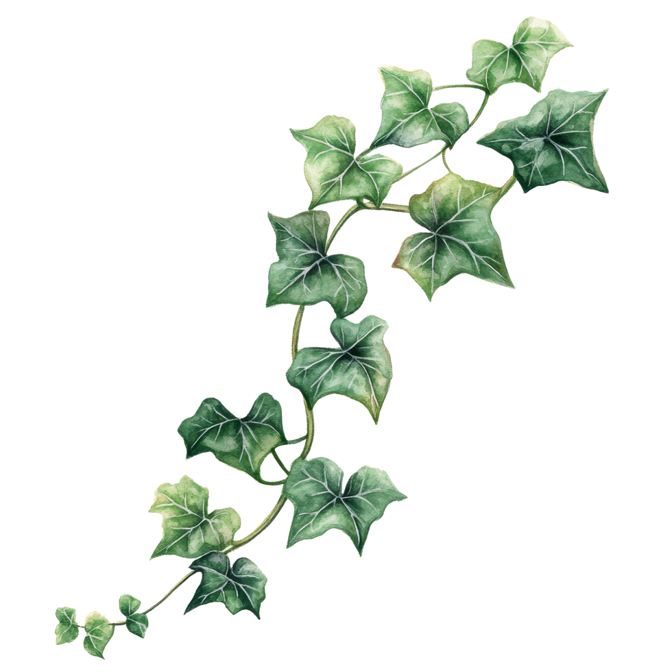 Elegant watercolor ivy illustration on a clean transparent background showcasing nature's intricate details, copper ribbon isolated transparent background illustration png