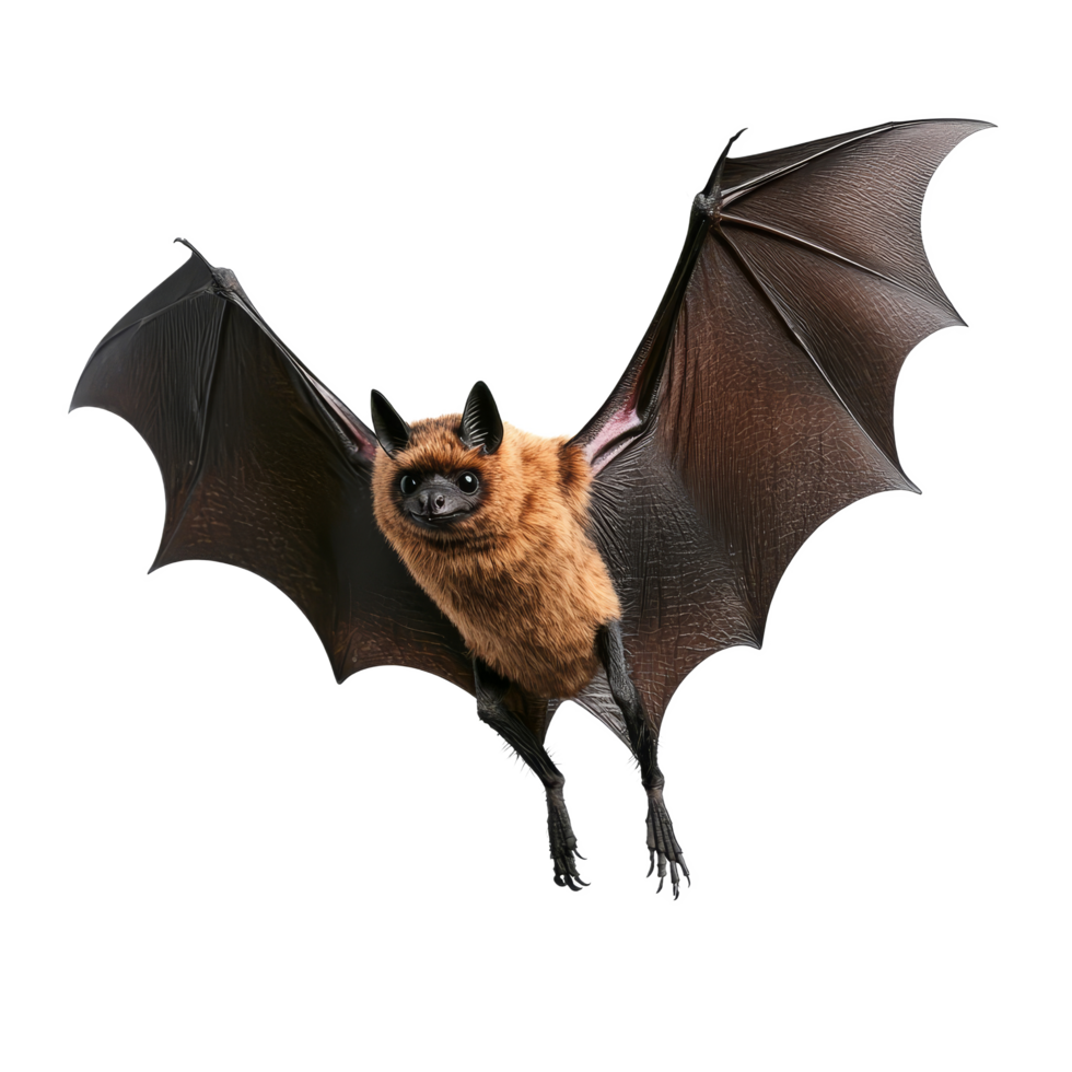 A lifelike Halloween bat soars against a transparent backdrop, ideal for spooky themes and decor, halloween bat on transparent background png