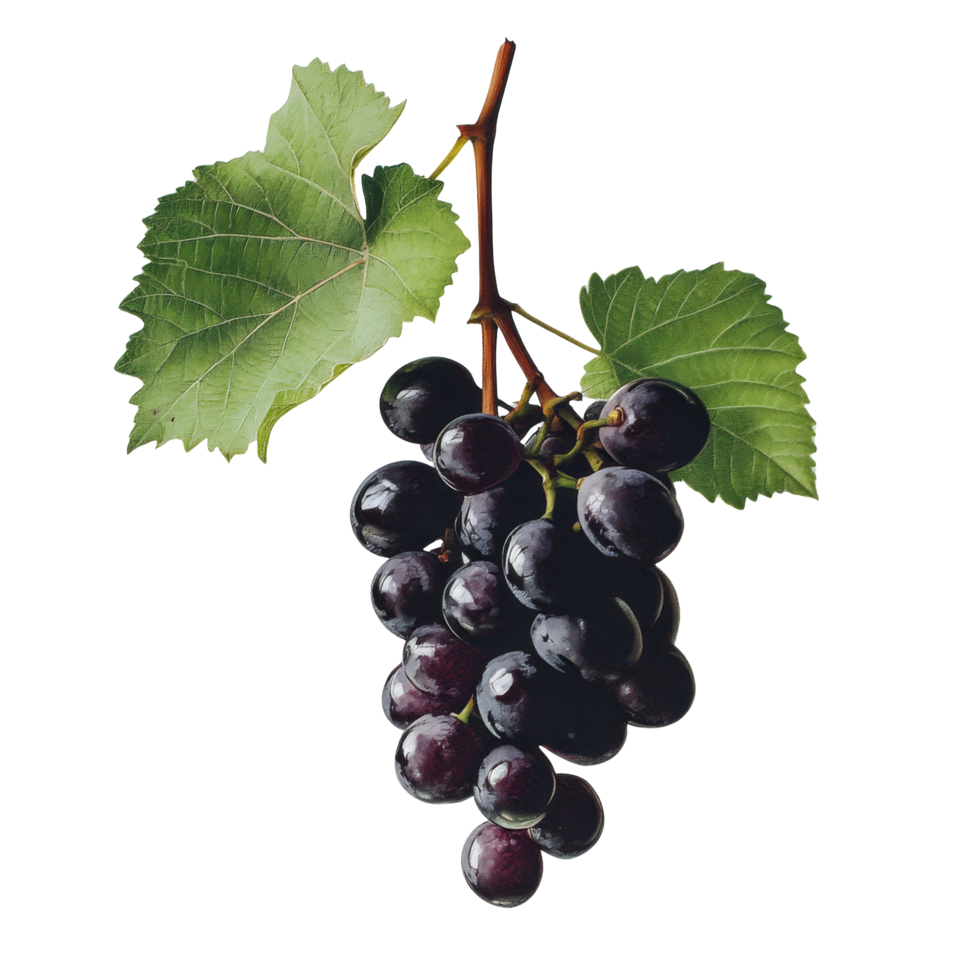 Burmese grape cluster hanging against a clean transparent background with lush green leaves, Burmese grape on transparent background png