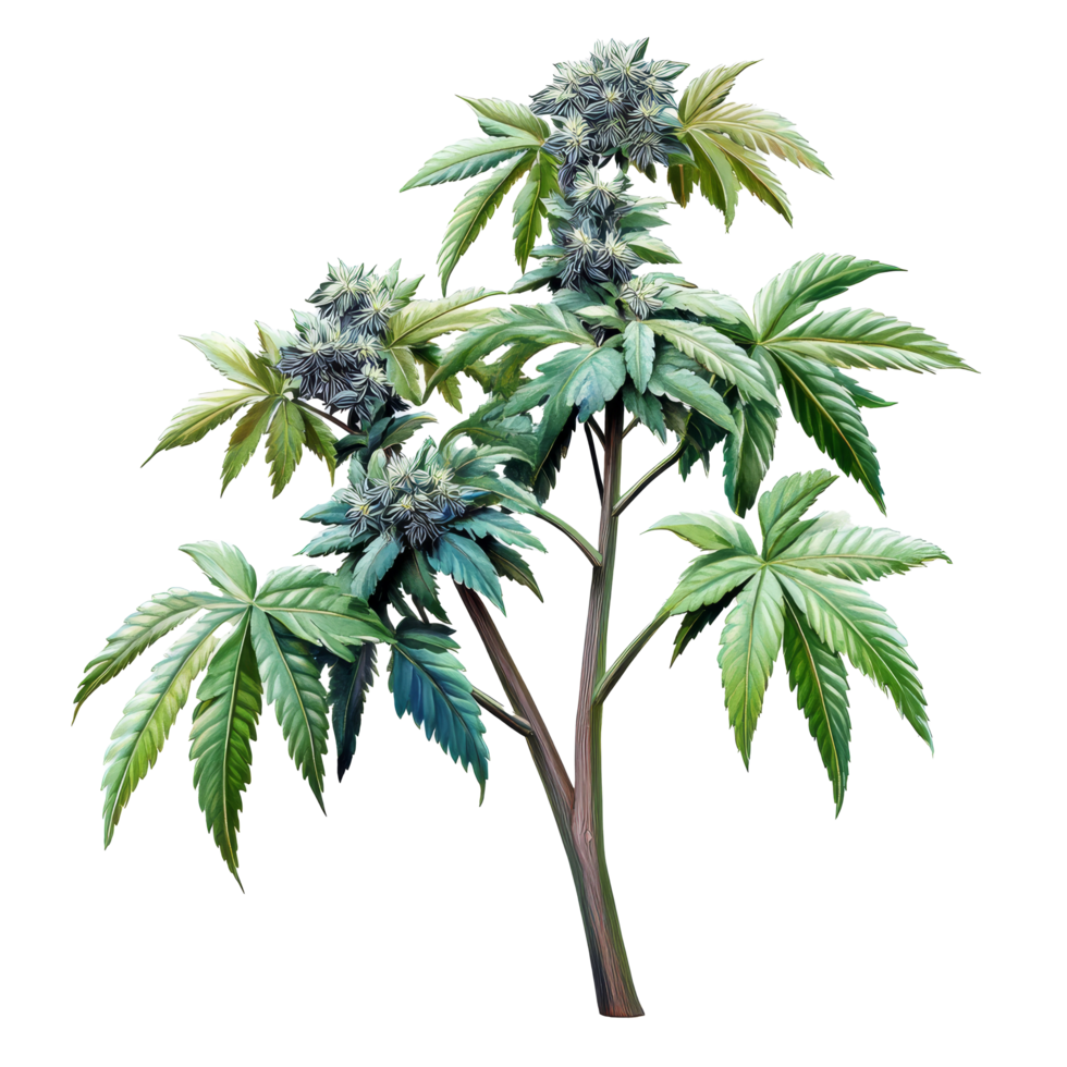 Castor oil plant with green leaves and blooming flowers against a transparent background showcasing its natural beauty and texture, Castor oil plant on transparent background png