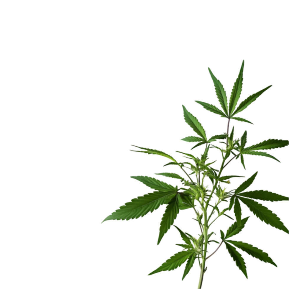Cannabis leaves isolated on a transparent background png