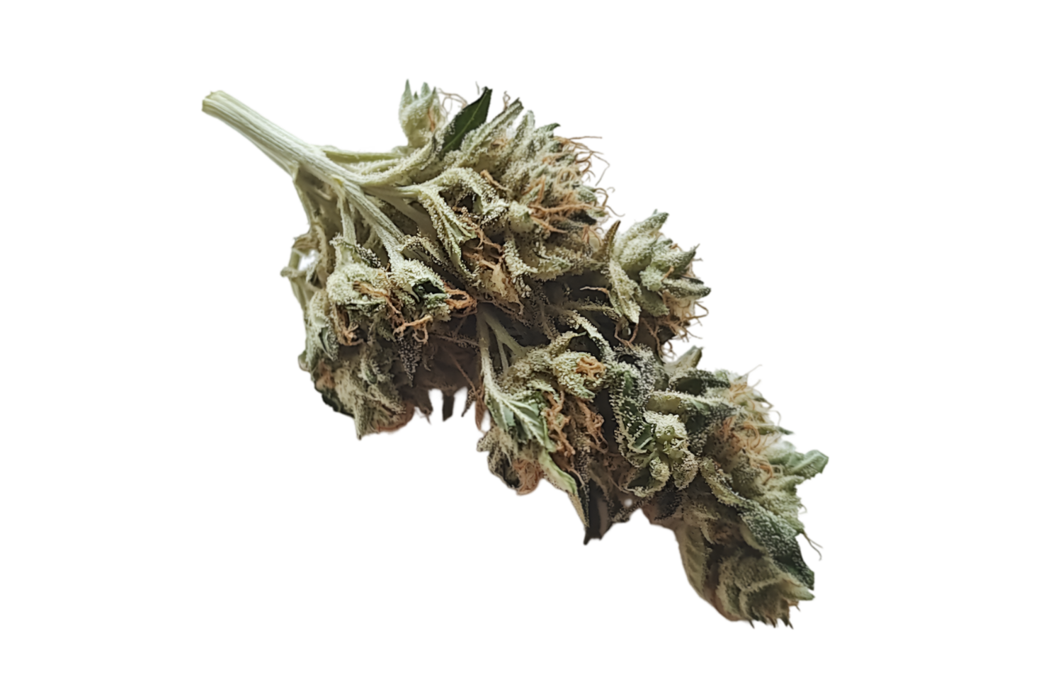 Dried cannabis bud isolated on a transparent background png