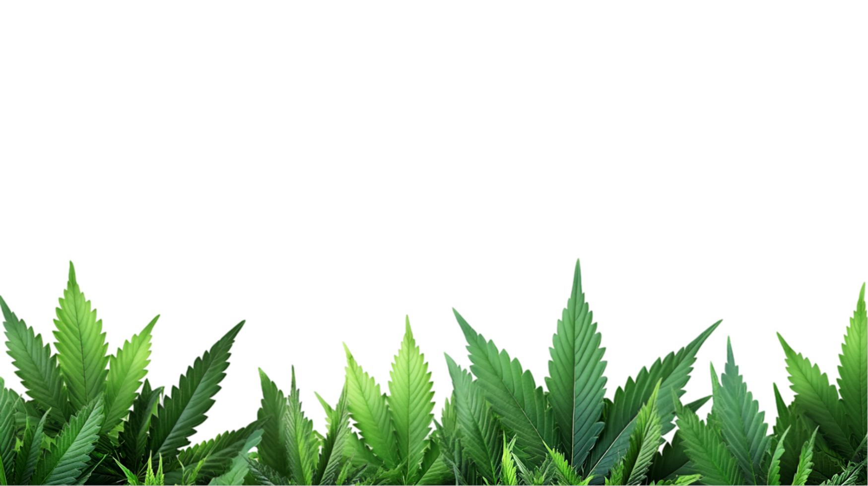 Cannabis leaves forming a bottom border isolated on a transparent background png