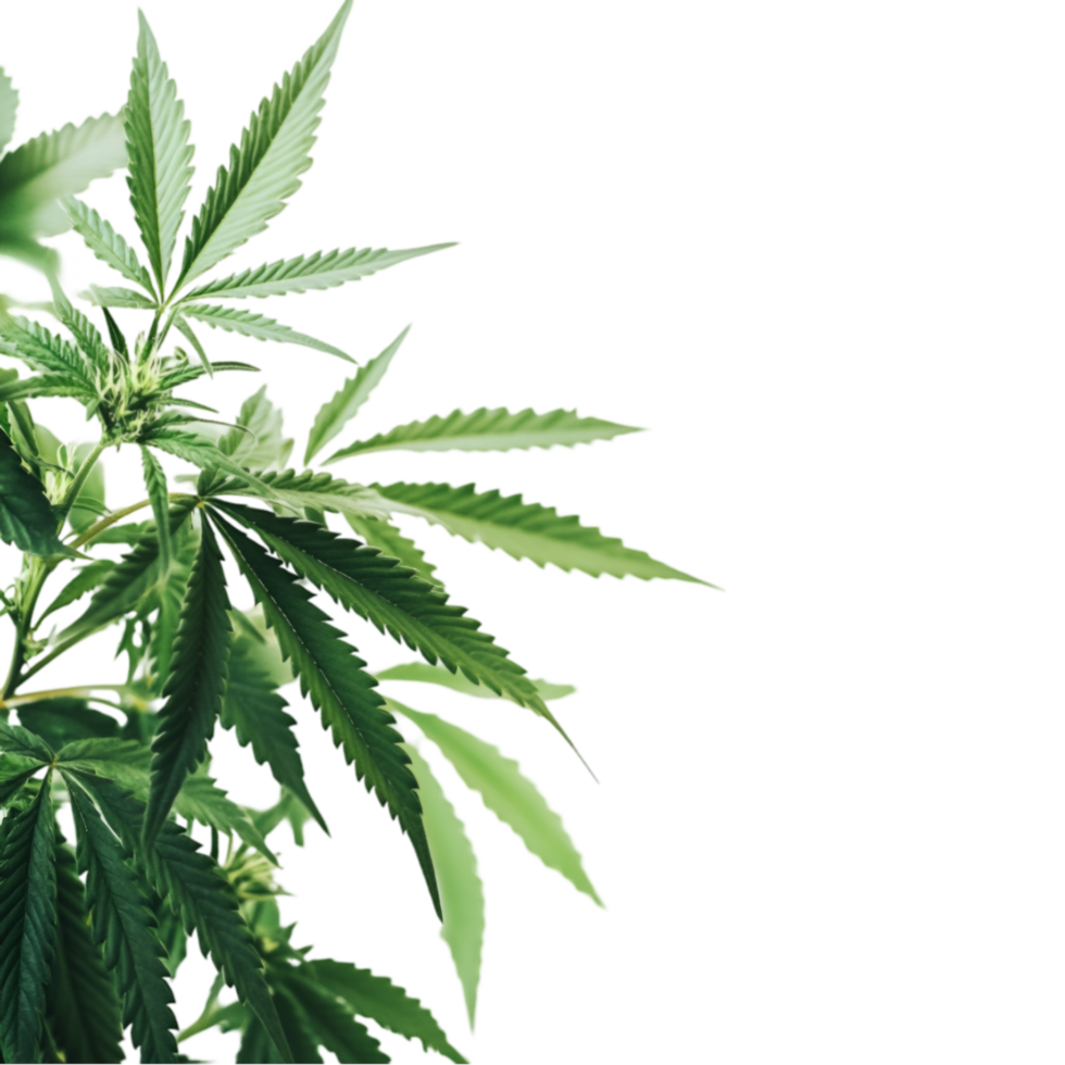 Close up of cannabis leaves isolated on a transparent background png