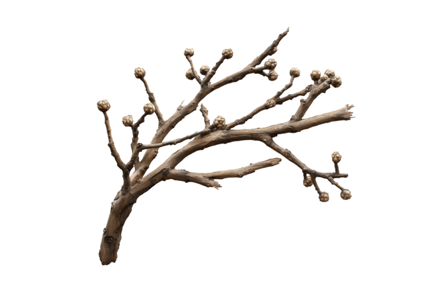 Tree branch with buds isolated on a transparent background png