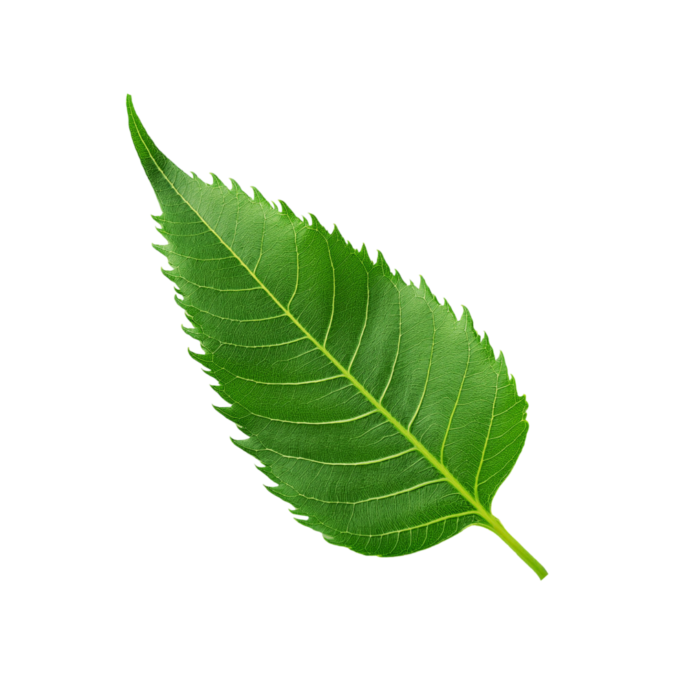 Green neem leaf on transparent background png