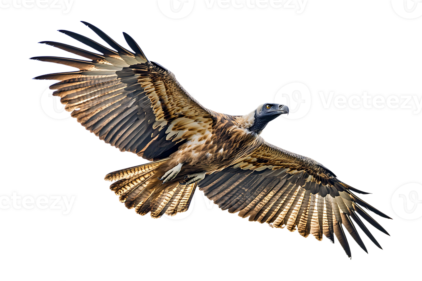 Vulture bird in flight a scavenger isolated on transparent background. png
