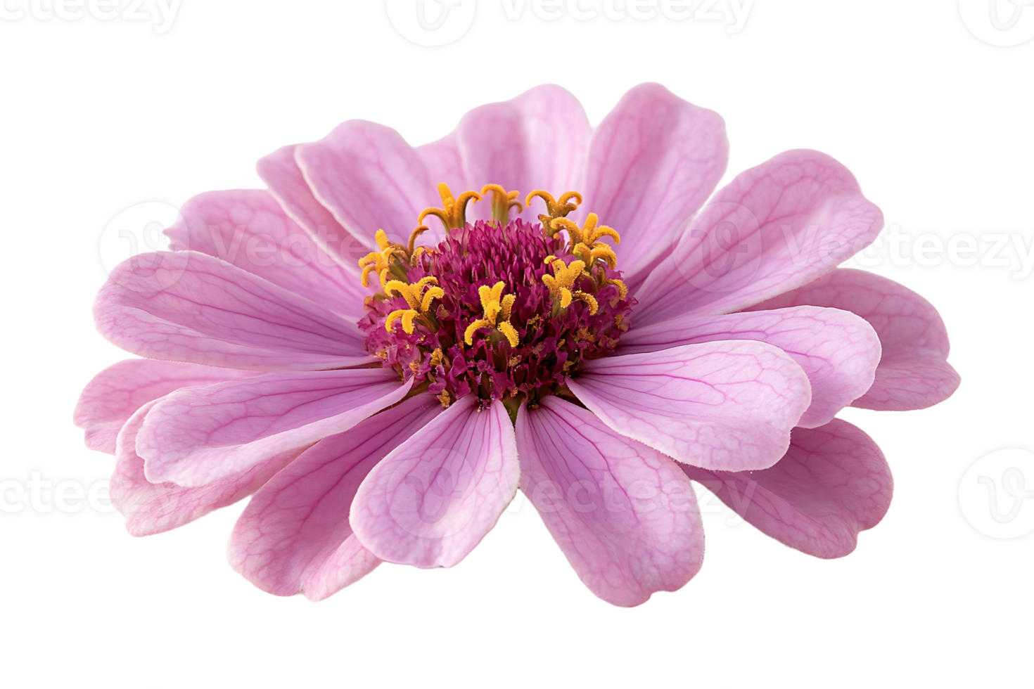 Zinnia flower isolated on transparent background. png
