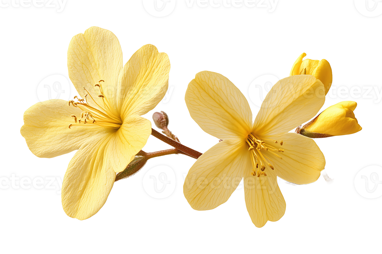 Winter jasmine flower isolated on transparent background. png