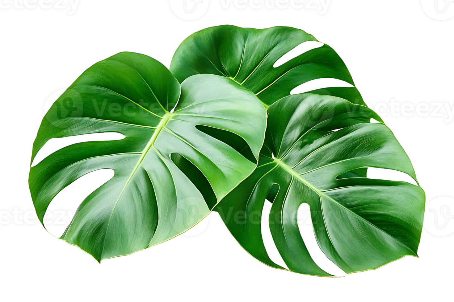Tropical leaves isolated on transparent background. png