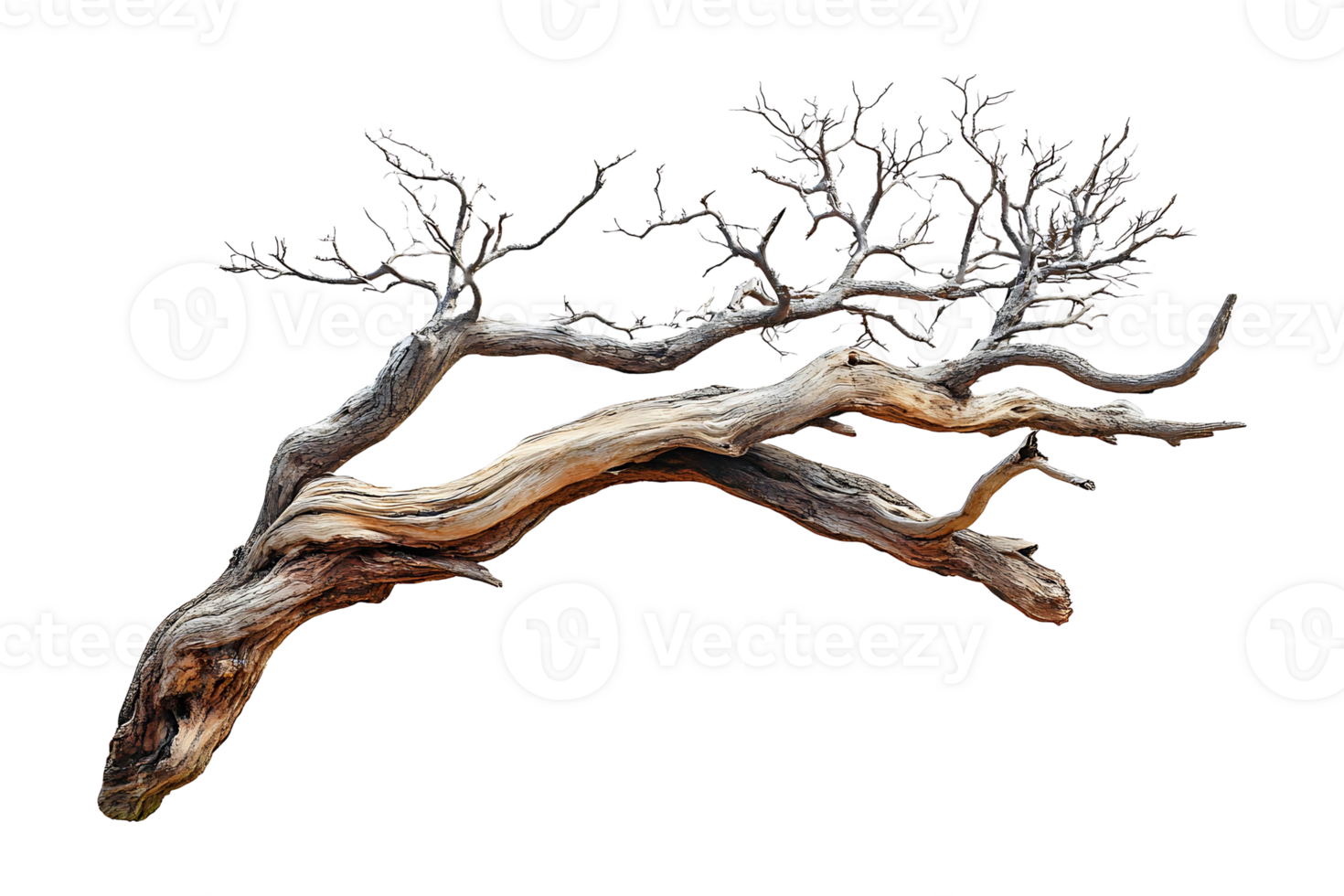 Dry tree branch isolated on transparent background. png