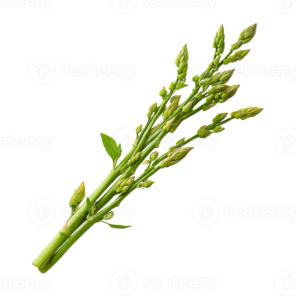 Floating asparagus isolated on transparent background. png