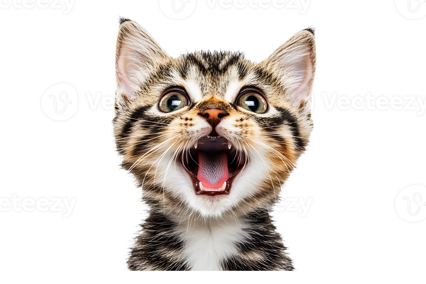 Excited cat face portrait isolated on transparent background. png