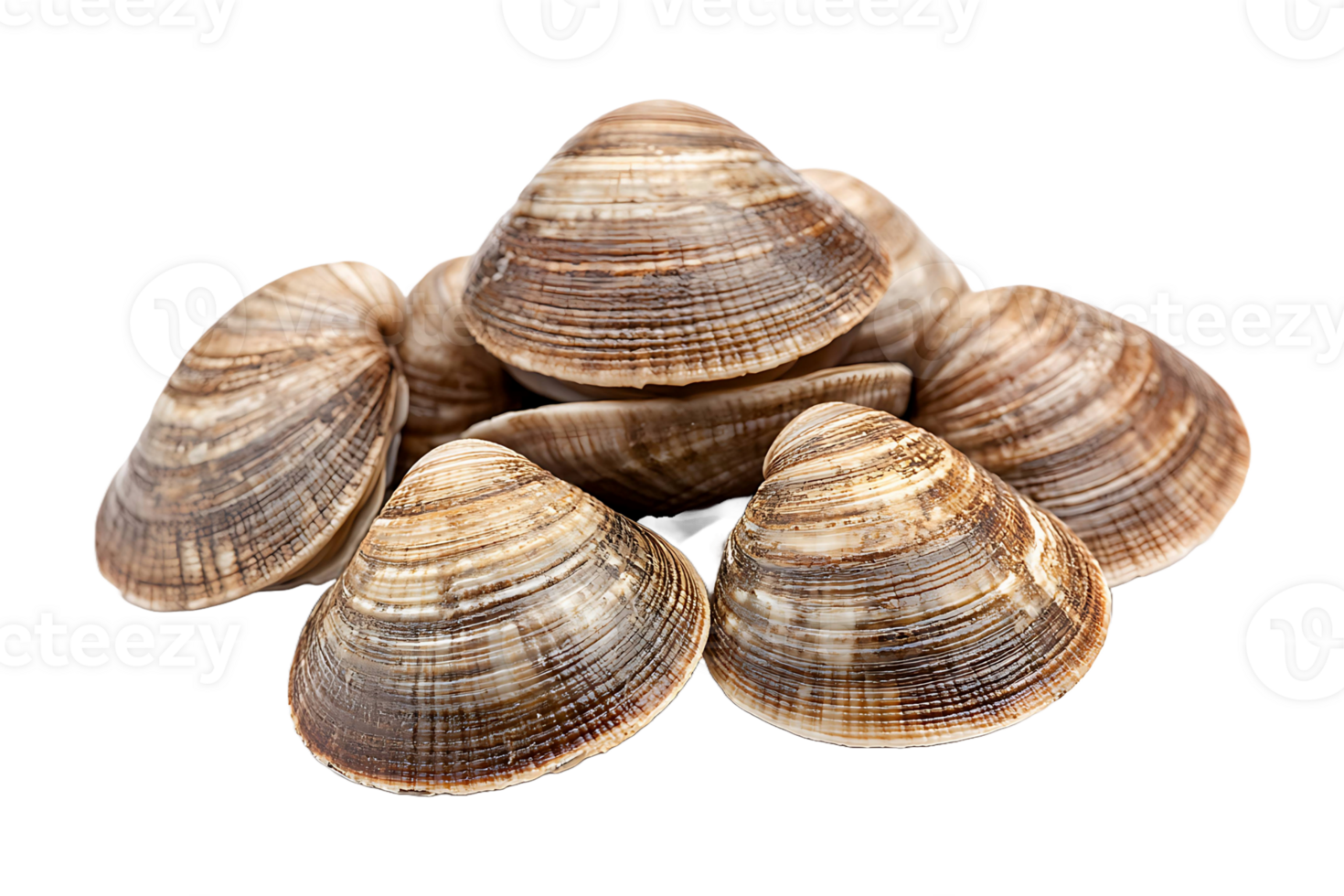 Fresh Asari clams isolated on transparent background. png