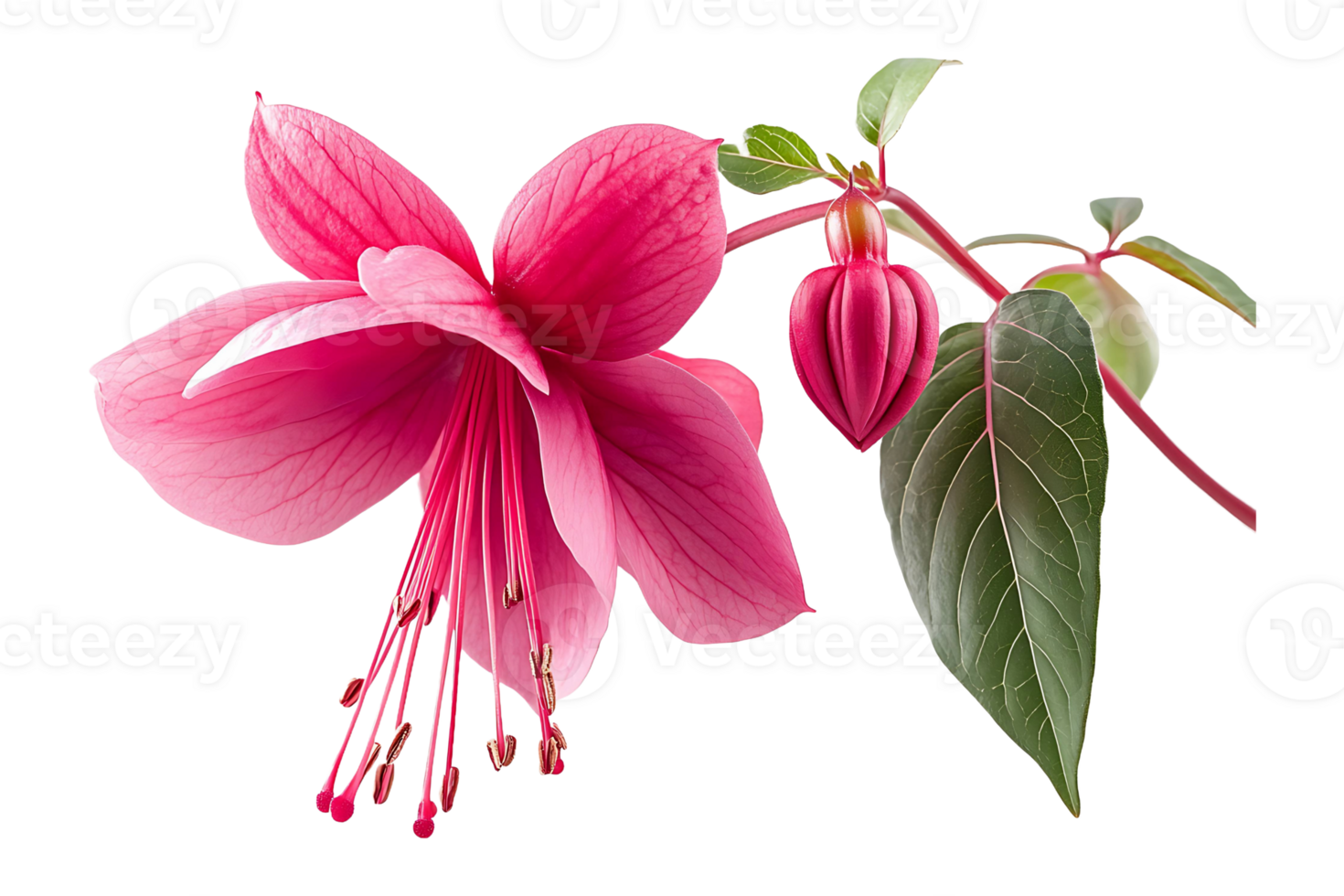 Fuchsia flower isolated on transparent background. png