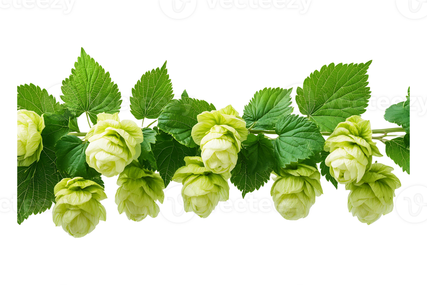 Hops and their green leaves isolated on transparent background. png