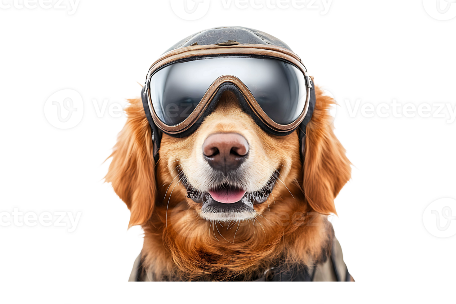 Golden Retriever pilot dog ready to fly isolated on transparent background. png