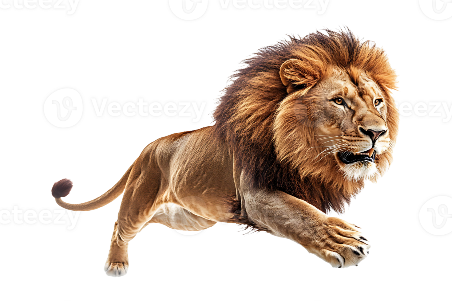 Lion sprinting isolated on transparent background. png