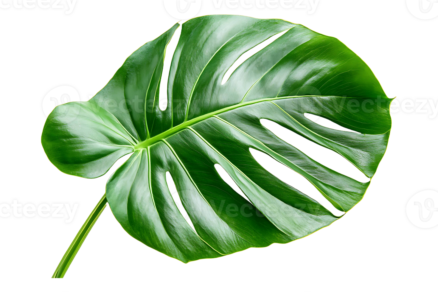 Monstera deliciosa leaf isolated on transparent background. png
