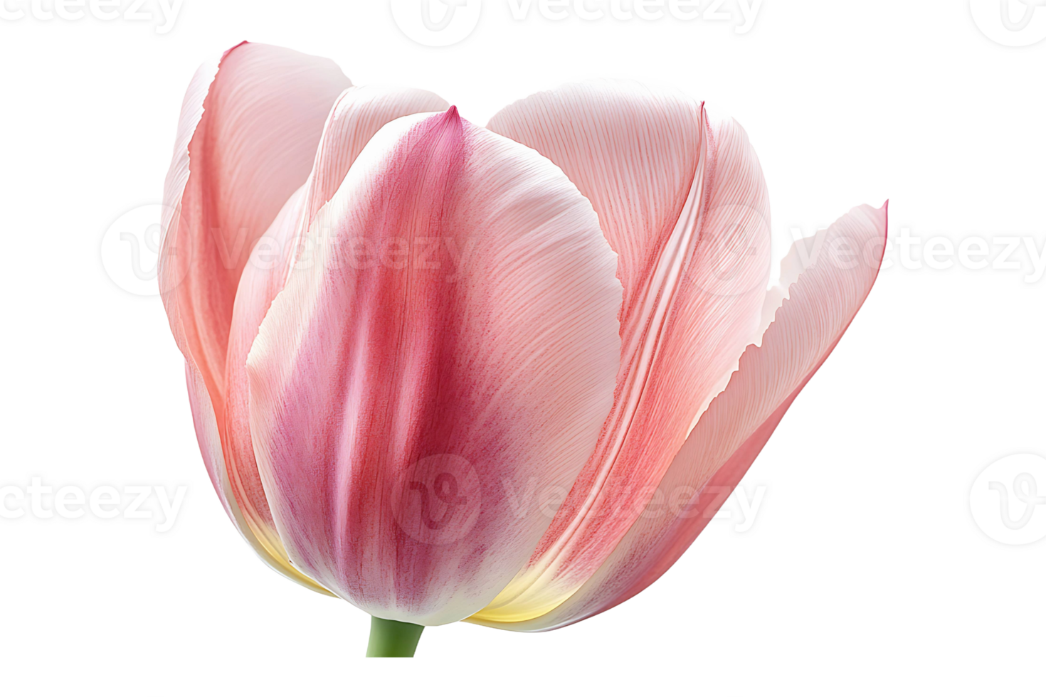 Pink tulip isolated on transparent background. png