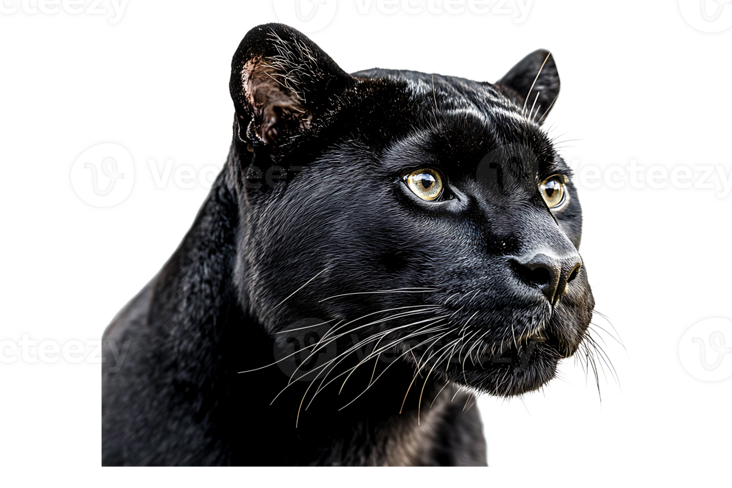 Portrait of a black panther looking at the camera isolated on transparent background png