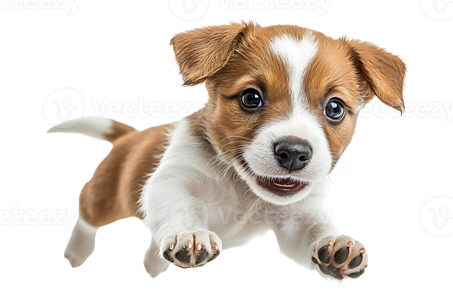 Portrait of a playful puppy jumping isolated on transparent background png