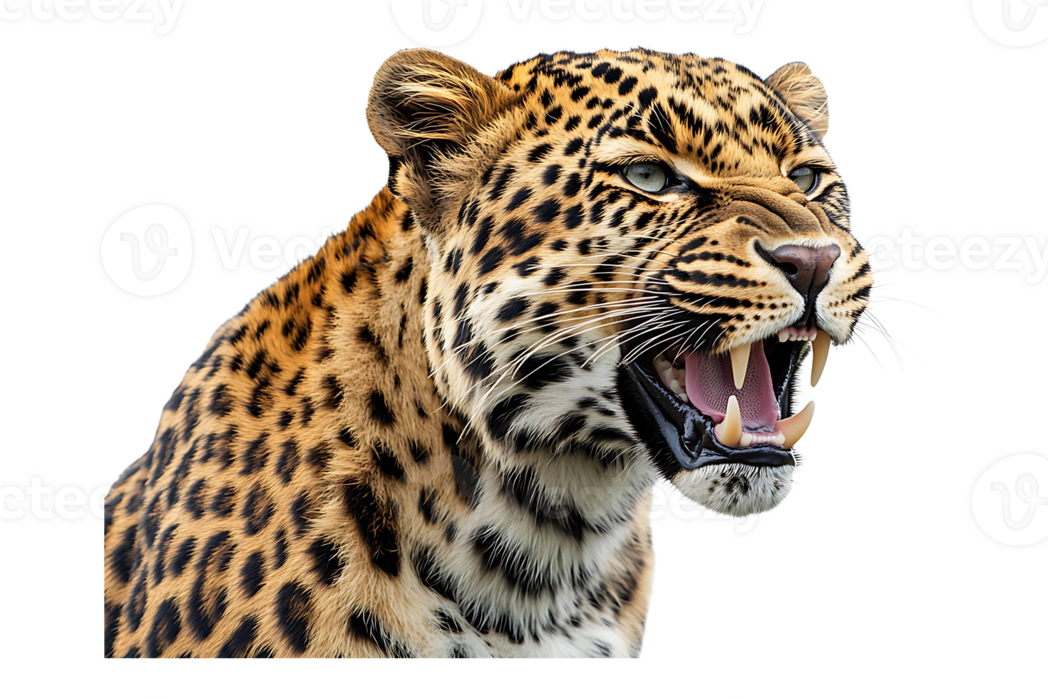 Portrait of a roaring leopard isolated on transparent background png