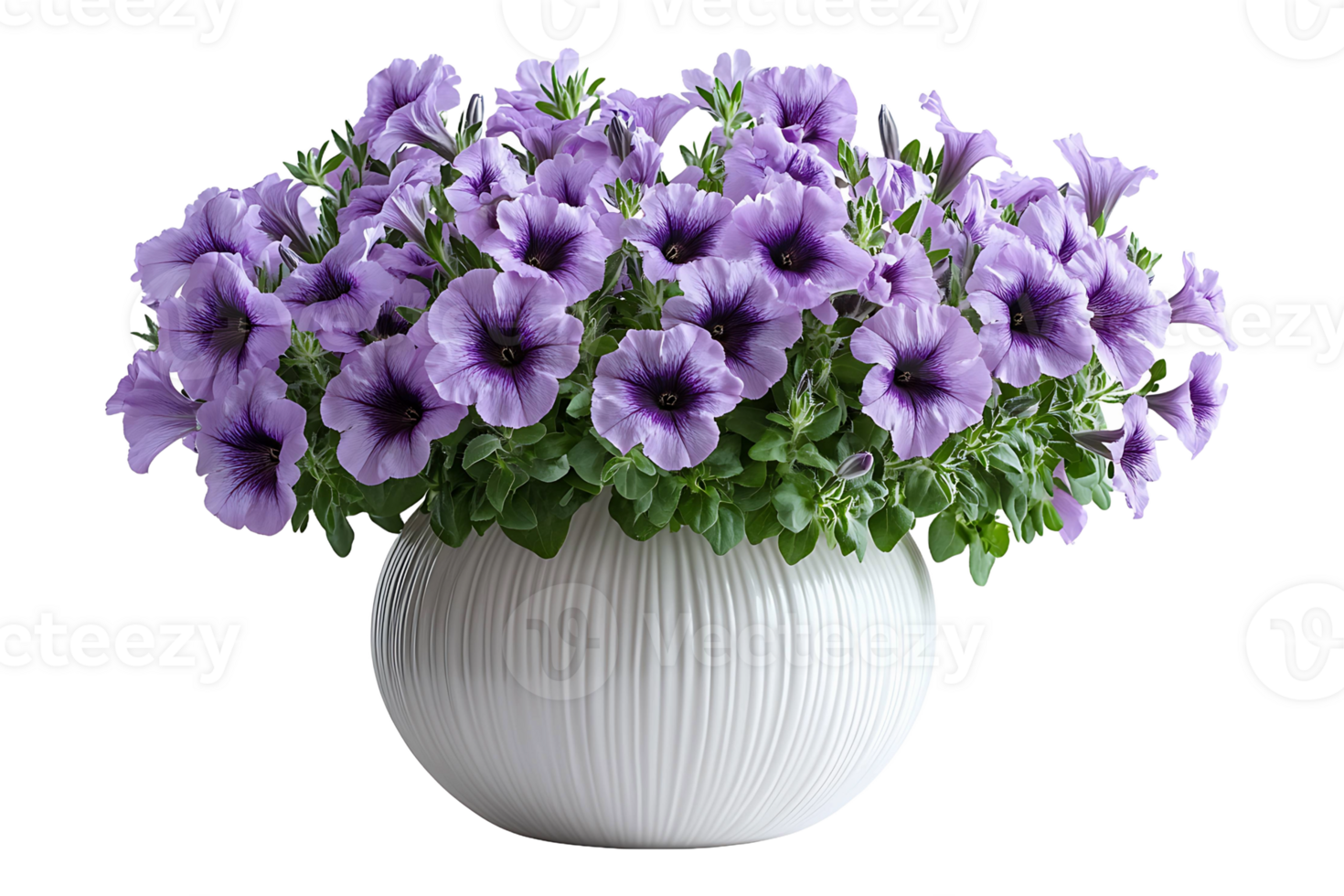 Purple petunias in a vase isolated on transparent background png