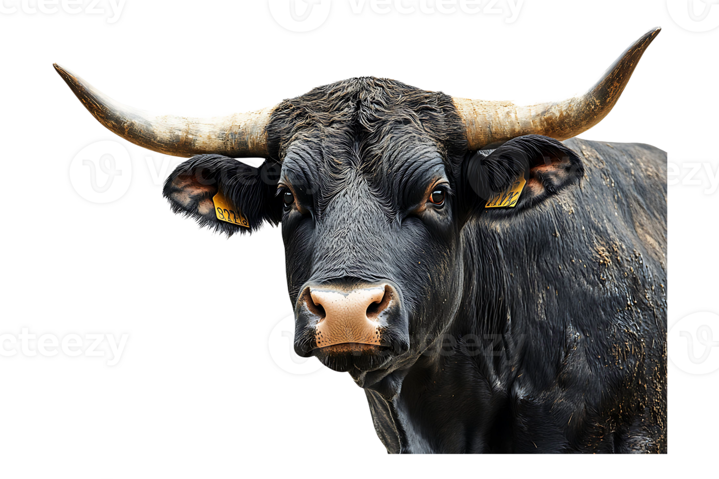 Strong bull portrait isolated on transparent background. png