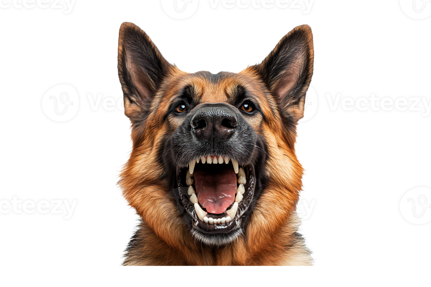 Portrait of an aggressive dog baring its teeth isolated on transparent background png